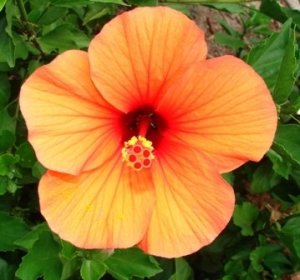 My favorite flowers grow to the size of dinner plates in Hawaii! 